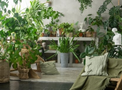 A mix of large and small plants, including ferns and palms, in decorative woven and ceramic pots which can be indoor shade plants
