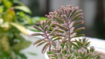 Serrated, gray-green leaves with tiny plantlets along the edges rise from a thick central stem in a clay pot.