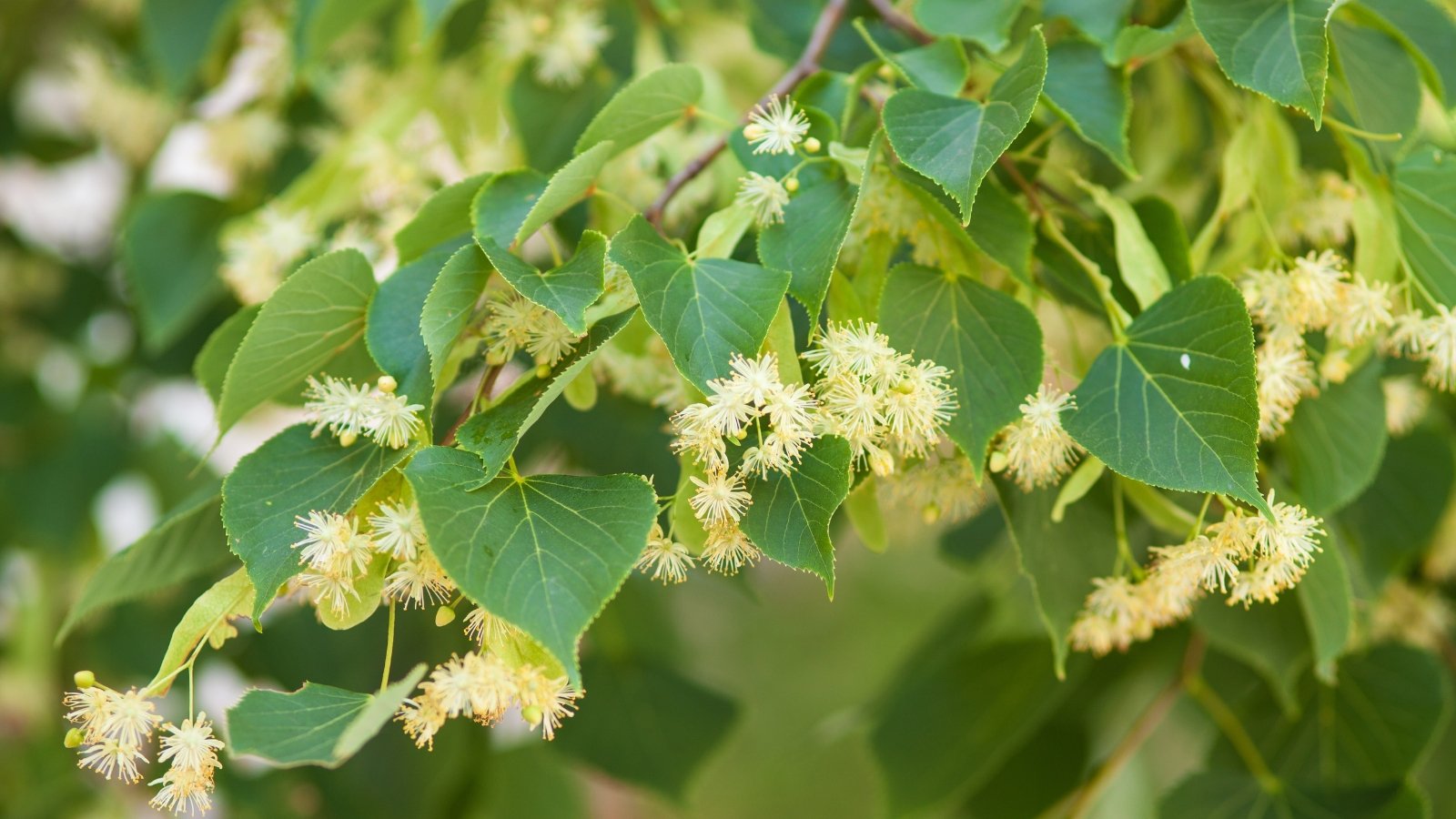 Small, pale yellow flowers of Tilia cordata hanging from thin stems, surrounded by oval green leaves with serrated edges.