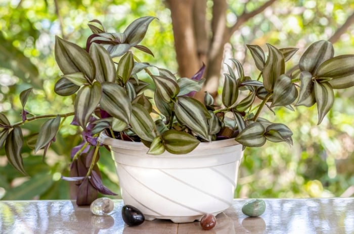 A vibrant inch plant with striped green and purple leaves cascading from a white planter.