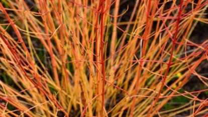 Upright, slender branches transition from deep red at the base to fiery orange and golden yellow at the tips.