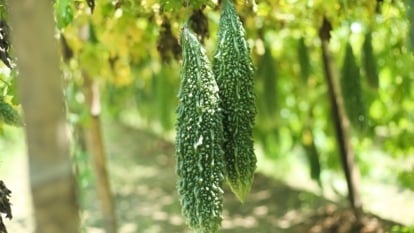 Vines with large, textured leaves hold warty green fruits hanging from the stems.