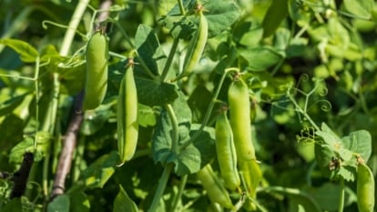 Climbing vines with tendrils produce delicate, oval green leaves and clusters of pale green pods filled with round seeds.