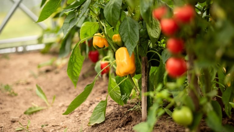 WHAT VEGETABLES TO PLANT IN FEBRUARY IN SOUTHERN CALIFORNIA visual data 6