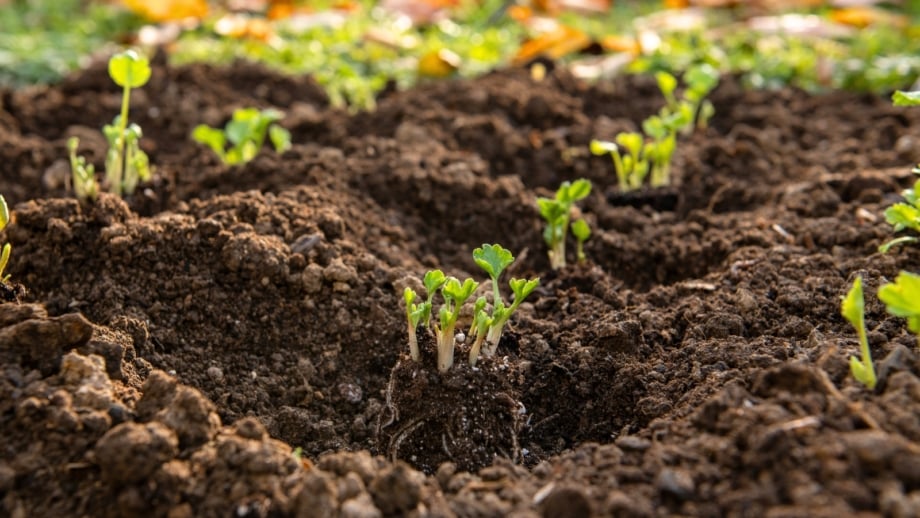 Sprouted Ranunculus Growing Ranunculus From Corms: 9 Pro Tips and Tricks