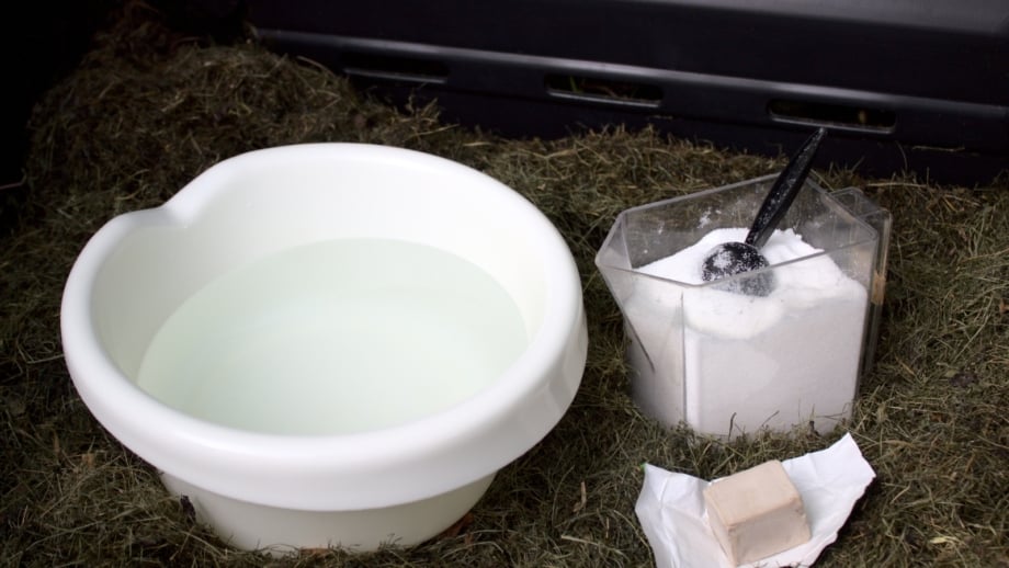 How to Speed up Your Compost: 17 Strategies to Try