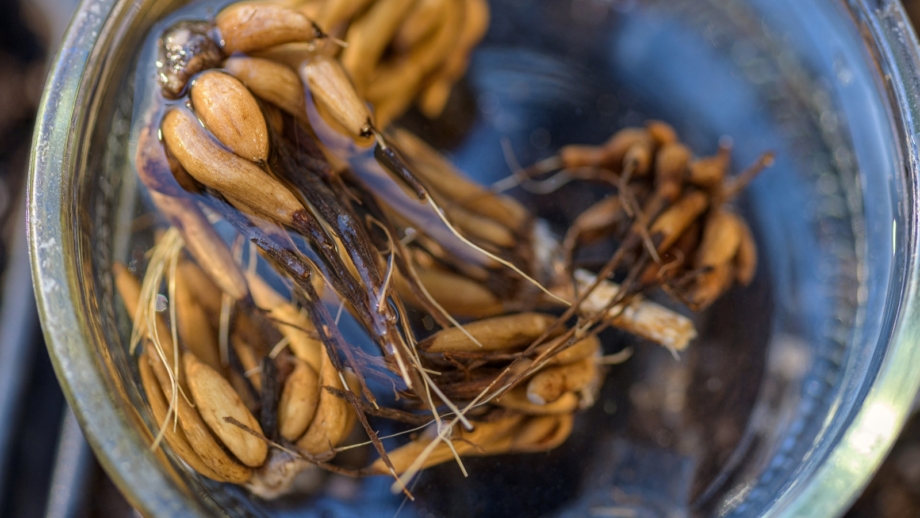 Growing Ranunculus From Corms: 9 Pro Tips and Tricks