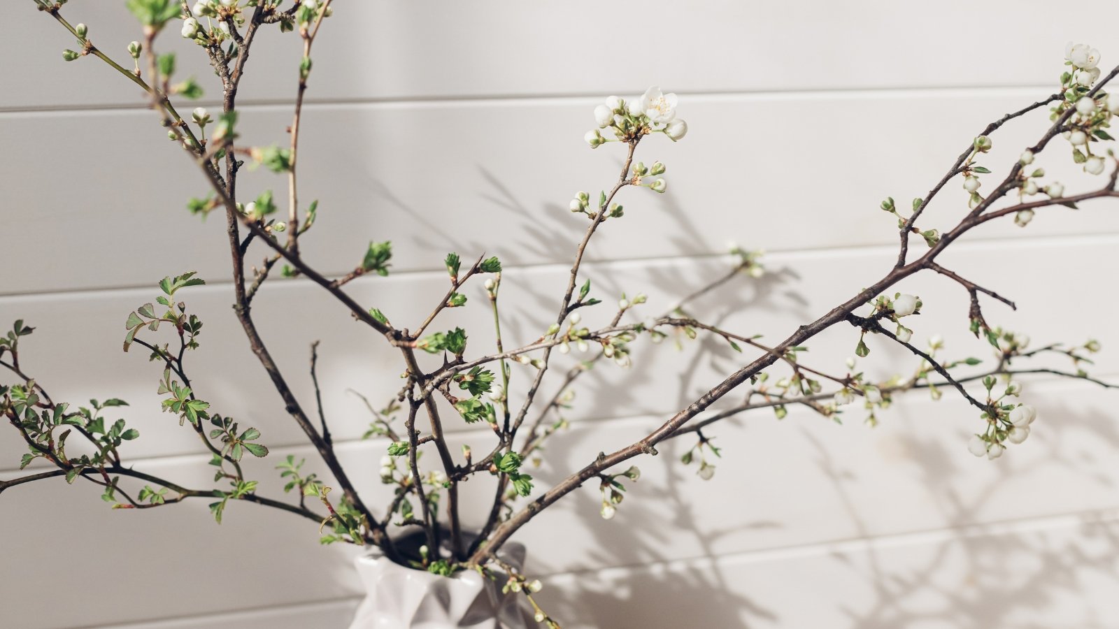 Several Prunus serrulata branches with small white flowers arranged in a glass container indoors.