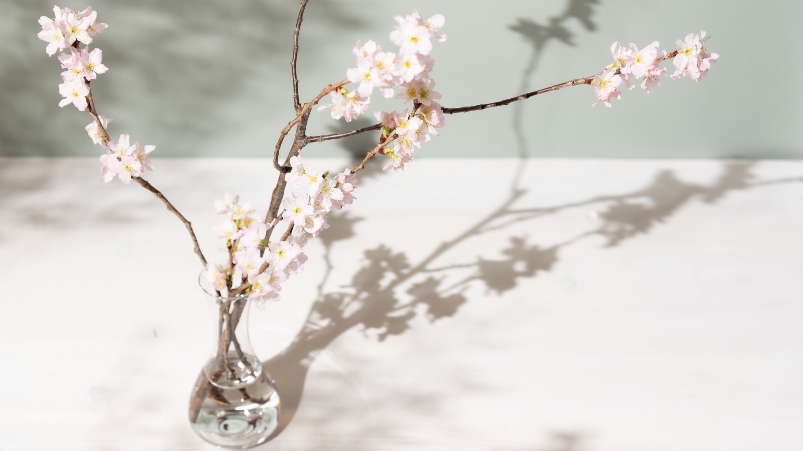 A tall glass vase holding Prunus serrulata branches covered in pale pink flowers and buds.