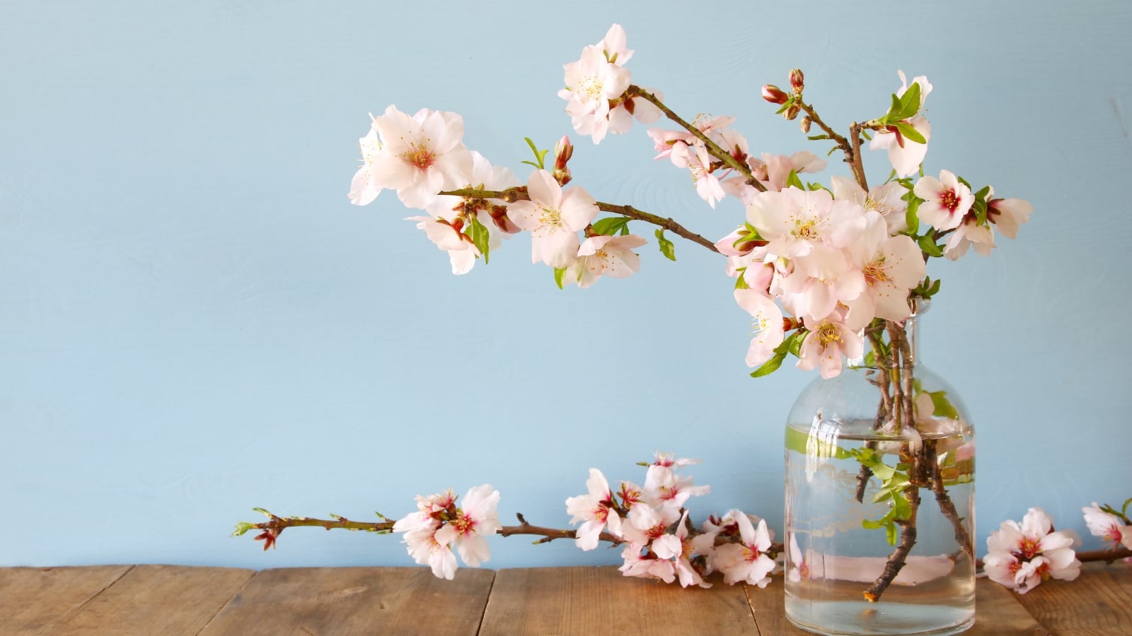 Thin Prunus serrulata branches covered in pale pink flowers with five petals and dark centers.