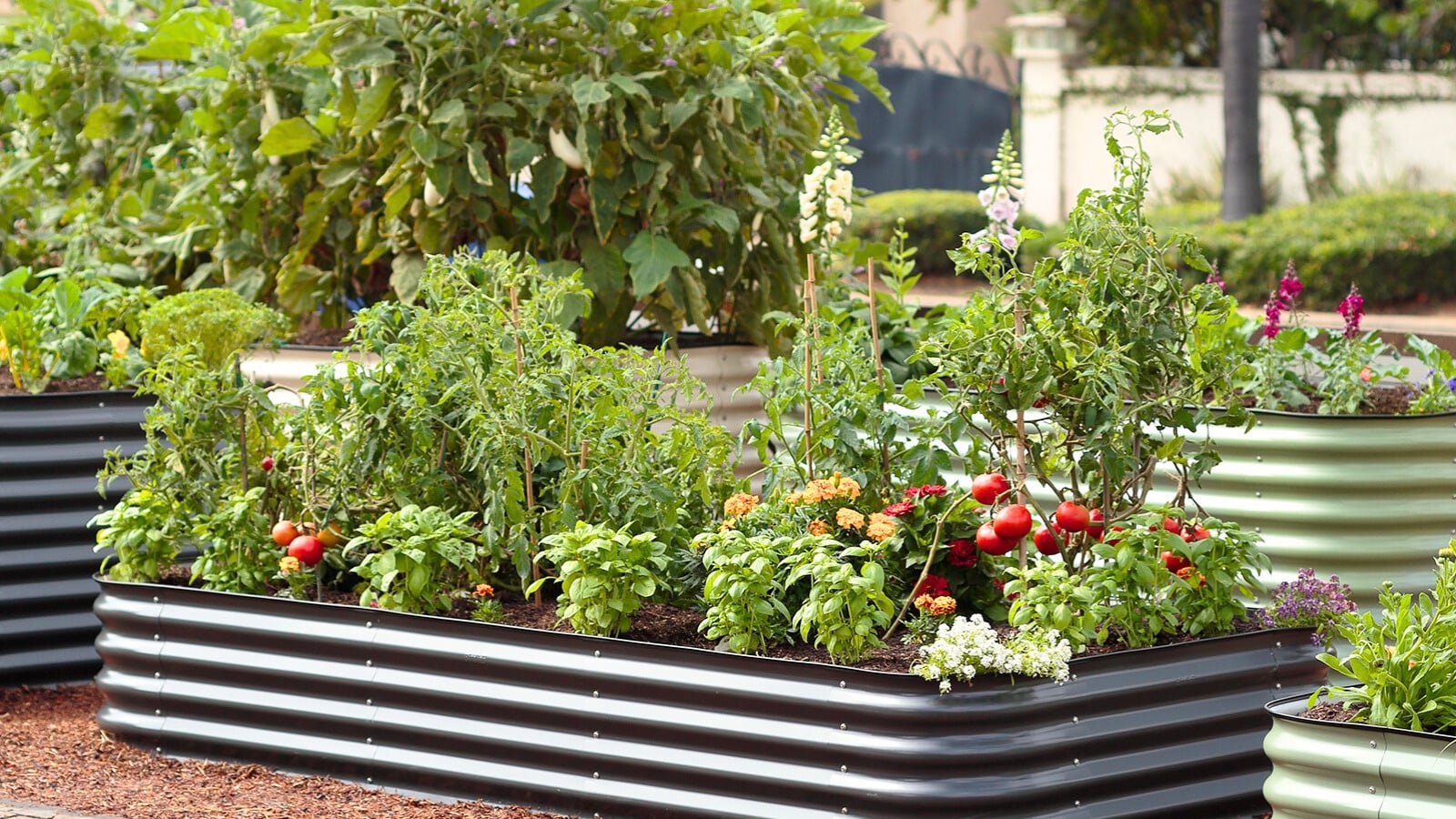A garden with metal raised beds containing a variety of edible and flowering crops.
