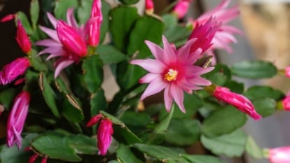 Soft pink, star-shaped flowers appear atop a cactus with branching stems and a smooth, spiny texture.
