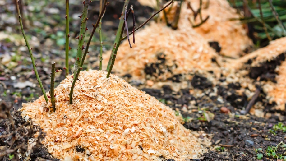 When and How to Remove Winter Protection From Your Roses