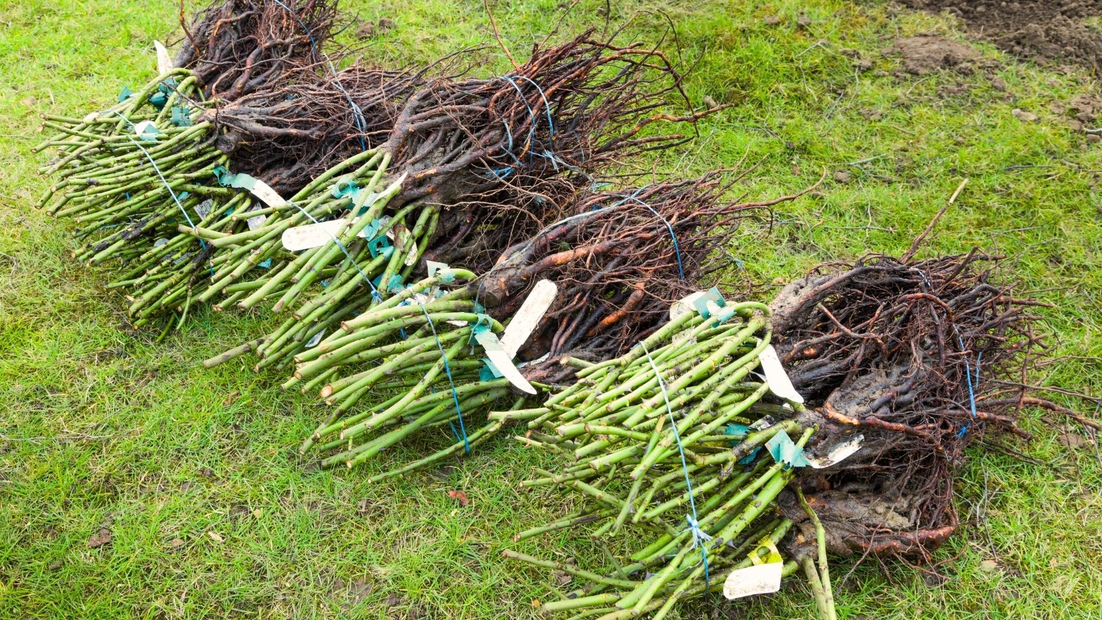 Bunches of bare-root rose bushes with long, exposed roots and short, woody stems lie on the lawn.
