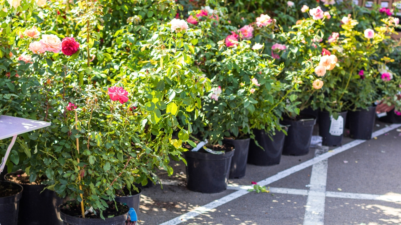 How to Prepare Your Garden Bed Soil for Planting Roses