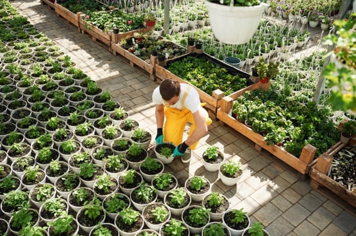 A worker in a greenhouse tending to rows of small, neatly arranged leafy green plants. The plants have vibrant green leaves, some with slight variegation. The soil appears moist, and the greenhouse structure is filled with natural light.