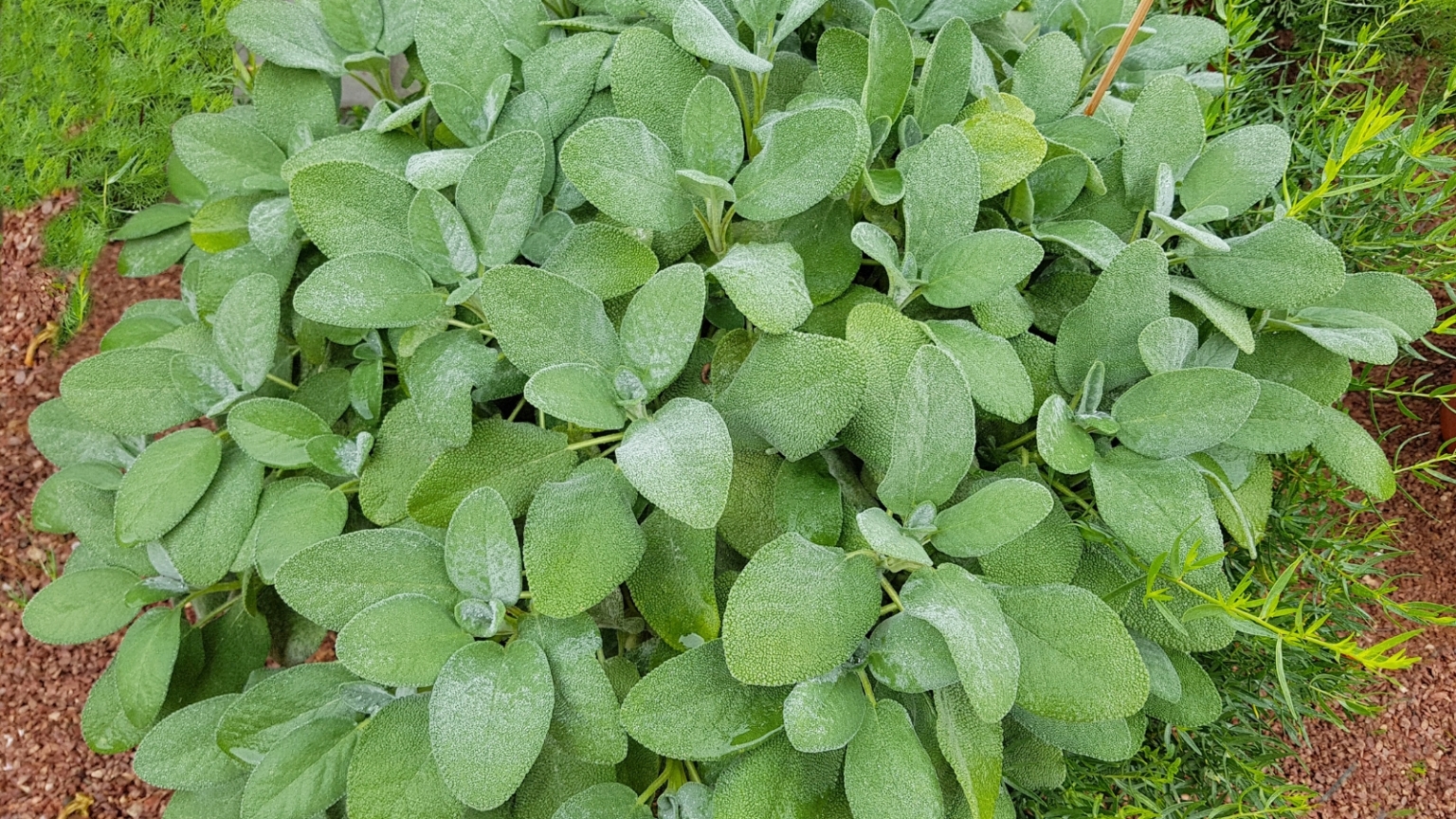 9 Herbs to Winter Sow in February