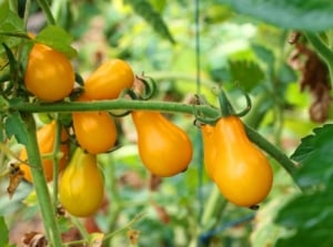 Clusters of pear-shaped, golden-yellow tomatoes hanging from green vines with deeply lobed leaves.