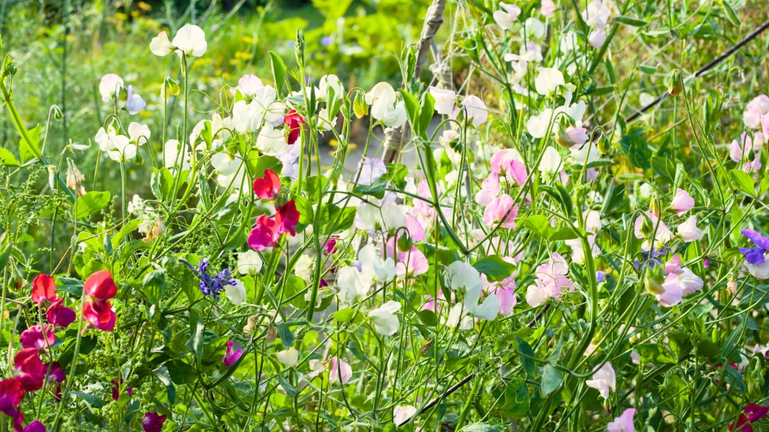 When to Plant Sweet Peas: Tips For Your Zone