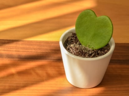 A single Hoya kerrii leaf, thick and bright green, growing upright in dark soil inside a white pot.