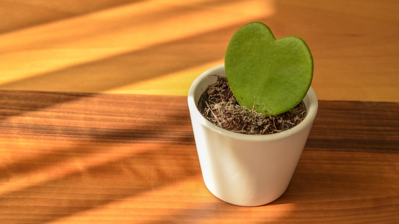 A single Hoya kerrii leaf, thick and bright green, growing upright in dark soil inside a white pot.