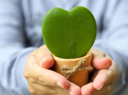 A single heart-shaped Hoya kerrii leaf with a smooth, deep green surface in a tiny burlap-wrapped pot held in a person’s hands.