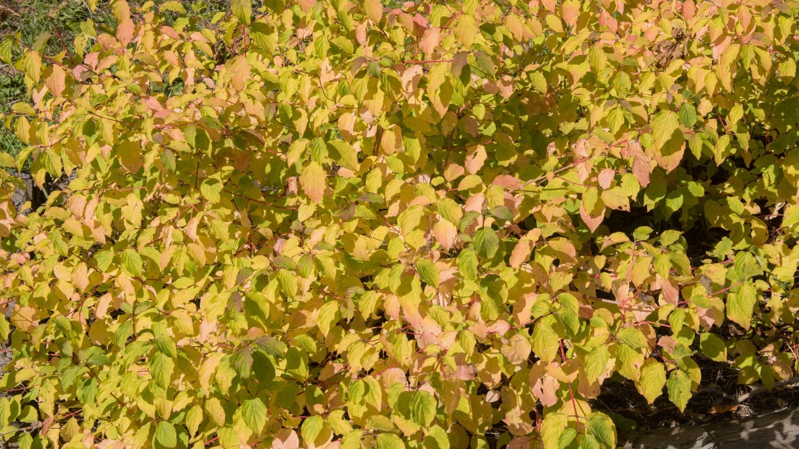 A striking mix of warm-toned branches blends with green, yellow, and pink leaves of a bush in an autumn garden.