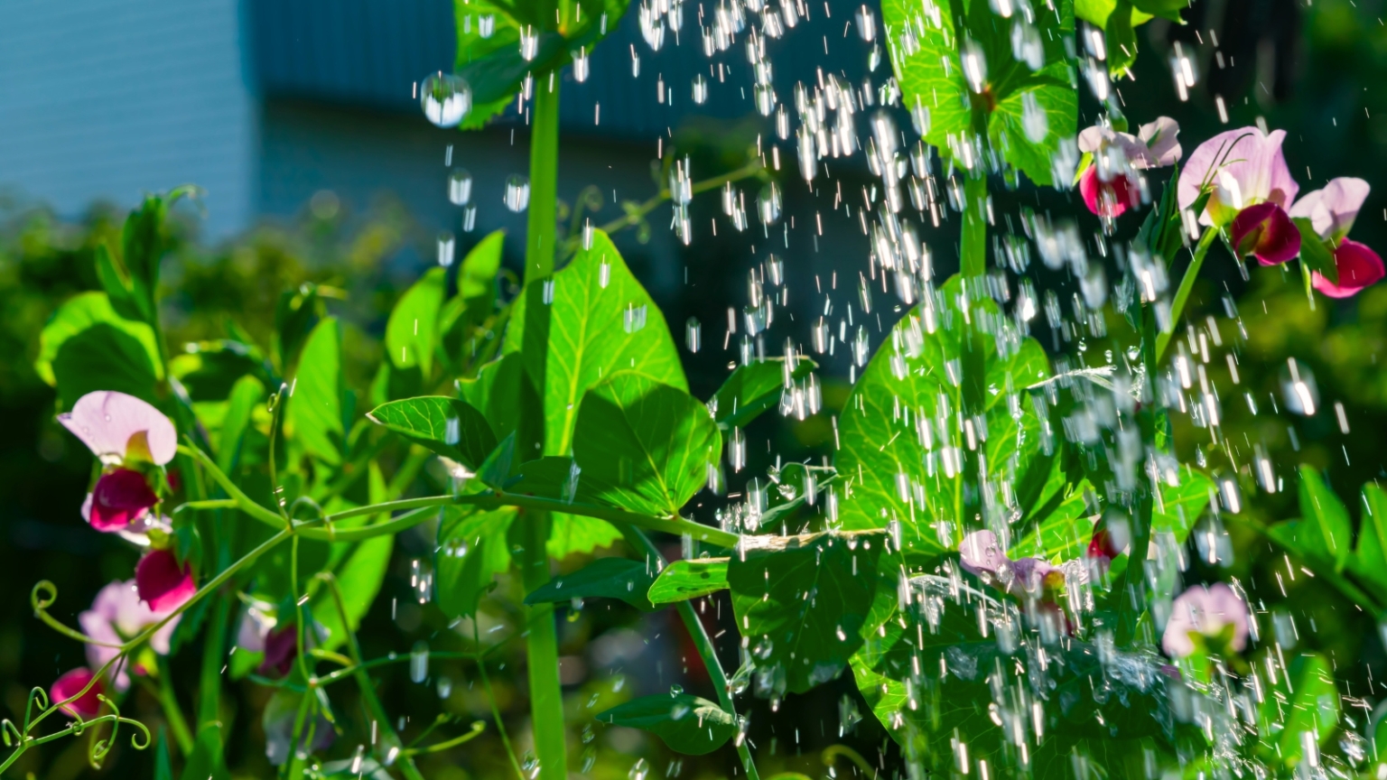 When to Plant Sweet Peas: Tips For Your Zone