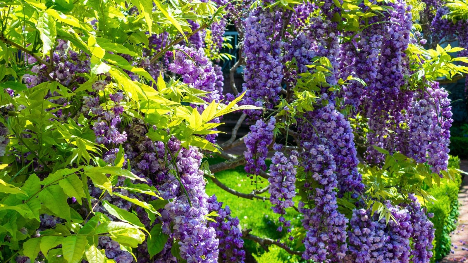 Twisting woody stems with compound green leaves support cascading clusters of violet-blue flowers.