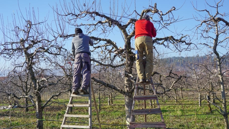 Why and How to Winter Prune Fruit Trees