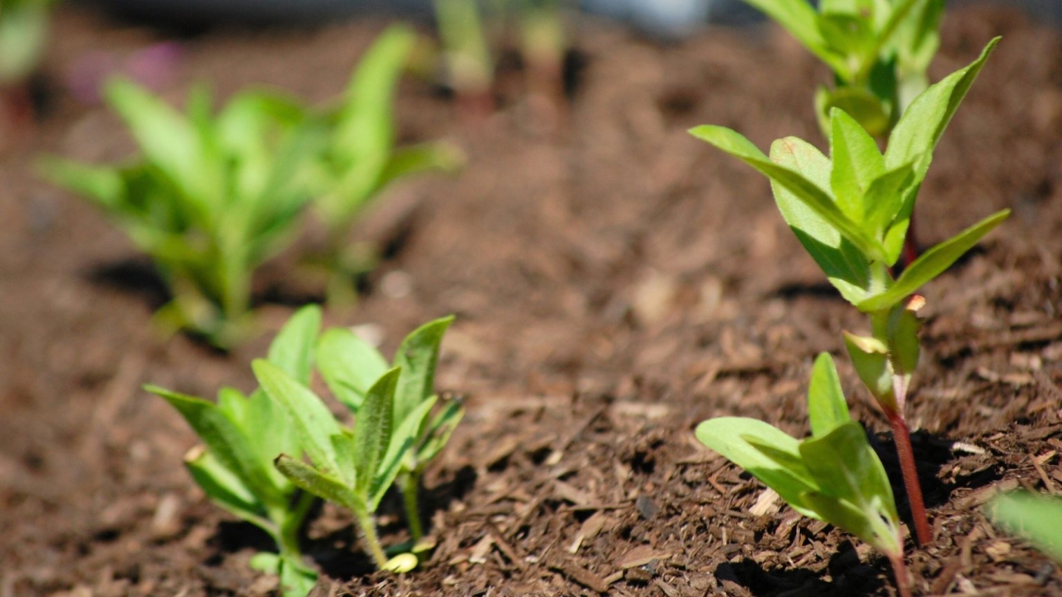 Artistic Zinnia Seedlings Landscape Illustration Artistic Zinnia Seedlings Landscape Illustration