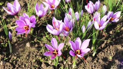 Lavender-colored blossoms with delicate petals and vibrant orange stamens rise above green, grassy leaves in a garden setting.