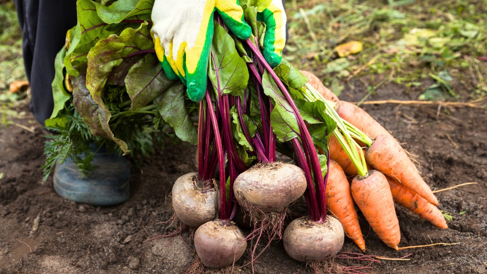 Farmer hands in gloves holding freshly picked bunches of beetroot and carrots in the garden.