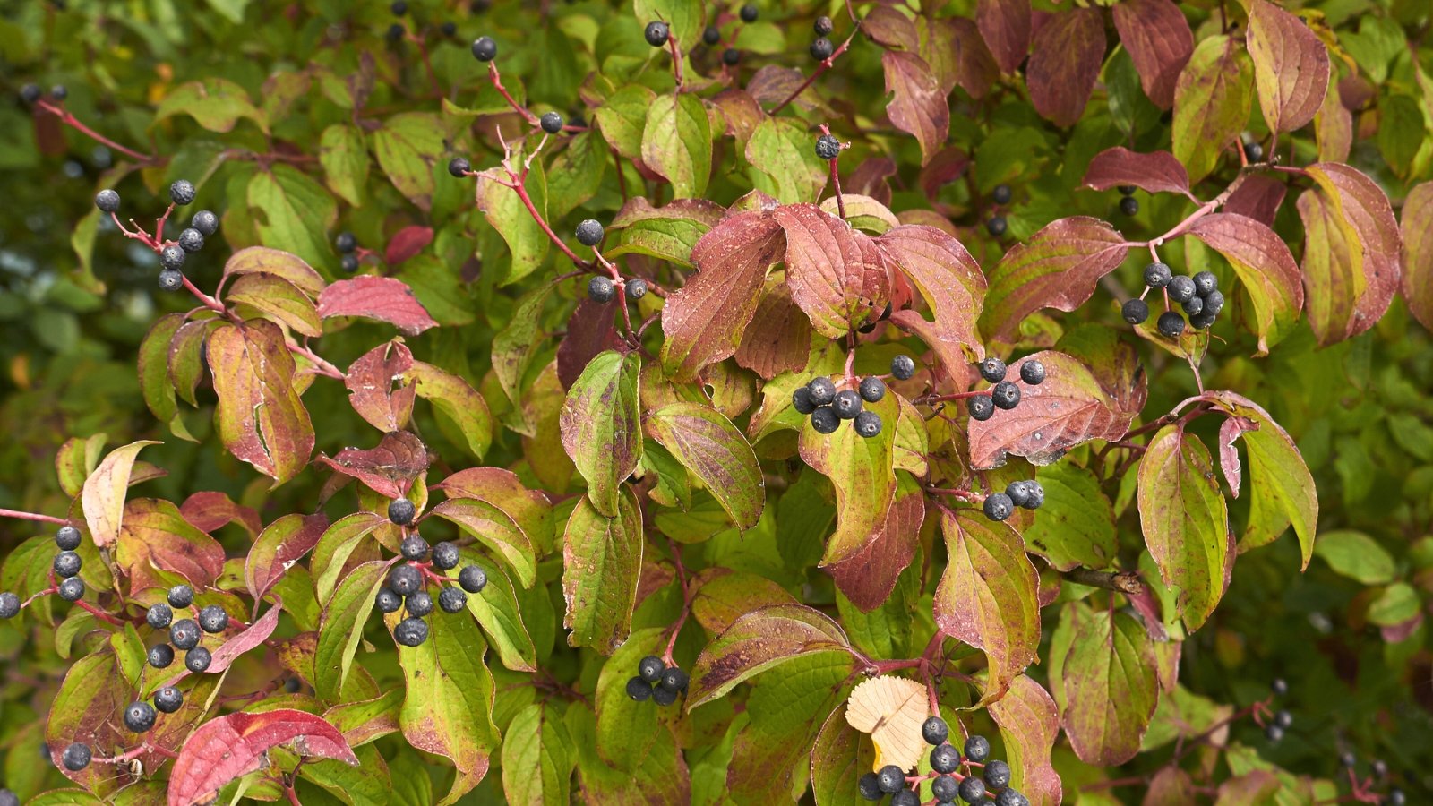 Slender, flame-toned stems support deep green turning to purple leaves with serrated edges, accented by clusters of tiny black berries in late summer.