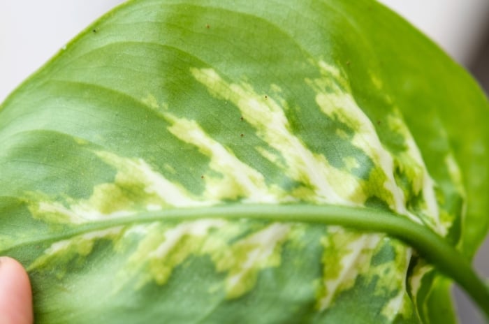 Close-up of a large, bright green, variegated leaf of dieffenbachia with pale green and cream shades, showing signs of pest infestation.