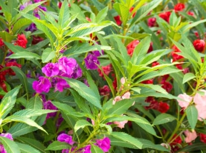 Close-up of flowering plants with tall, branching stems, deeply veined narrow green leaves, and ruffled, rose-like double blooms in soft pink, red, and purple hues arranged along the stems.