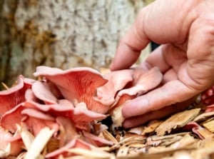 A woman grows pink oyster mushrooms in a raised bed covered with a layer of wood chips.