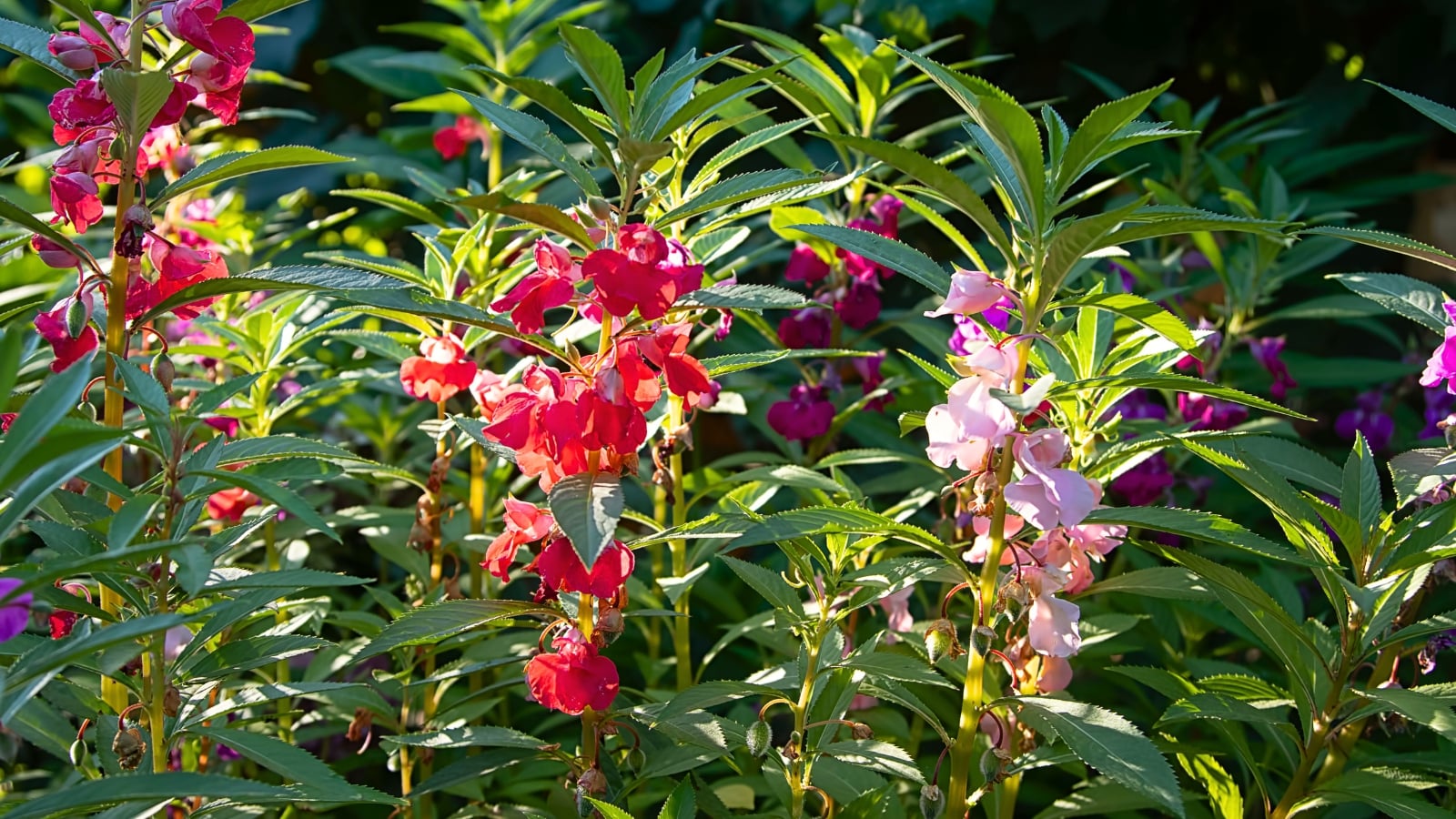 Bushy plants with translucent green stems and pointed, deeply veined leaves produce scattered single flowers with five rounded petals and a small central spur of red, purple and pink.