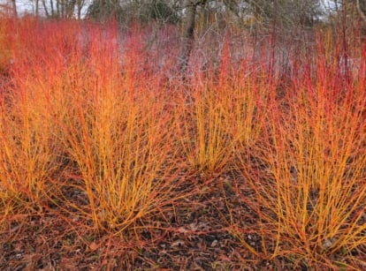 Vivid, flame-colored branches of midwinter fire dogwood emerge from a tangled base, shifting from deep red at the bottom to bright orange and yellow near the tips.
