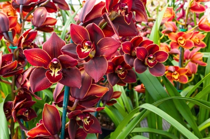 Close-up of rich red-burgundy Cymbidium orchid clusters blooming among green strap-like leaves, highlighting the differences between Oncidium and Dendrobium orchids.