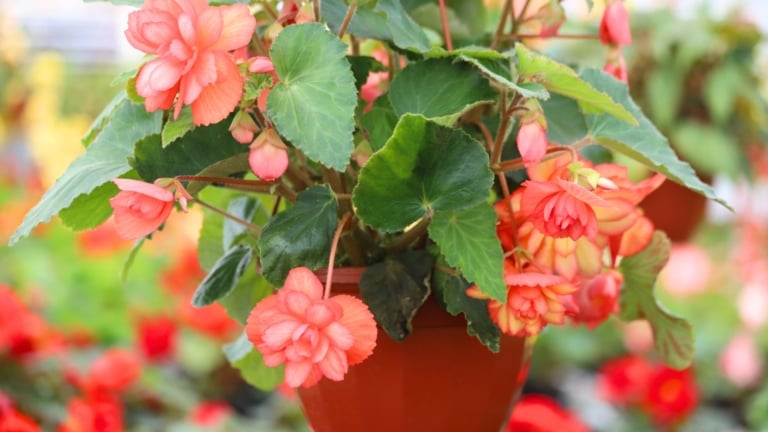 How to Plant, Grow, and Care for Tuberous Begonias