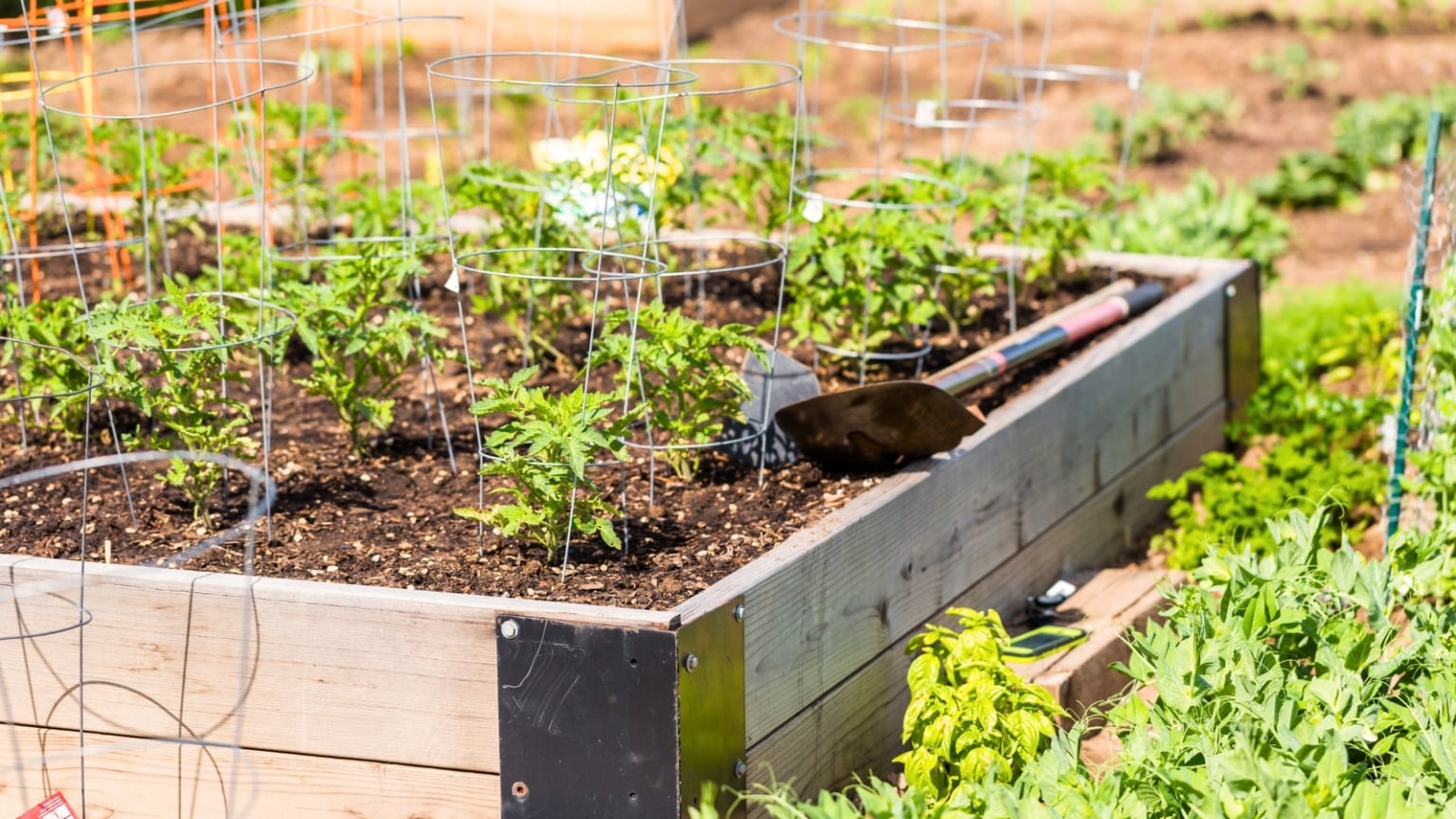 How To Start A Victory Garden In 9 Easy Steps