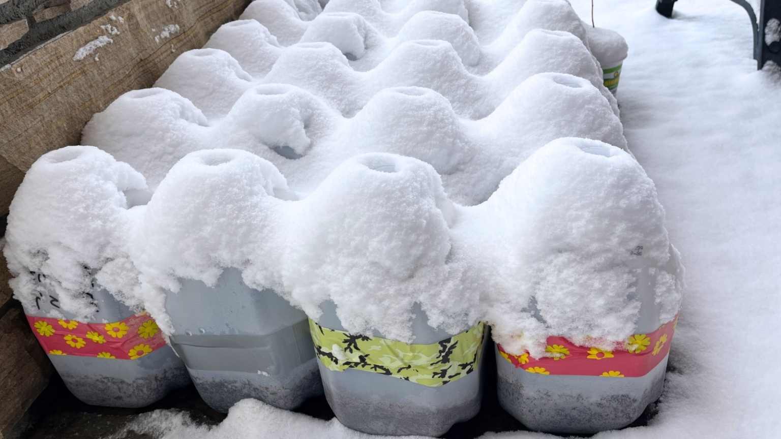 How Soaking Seeds Impacts Germination