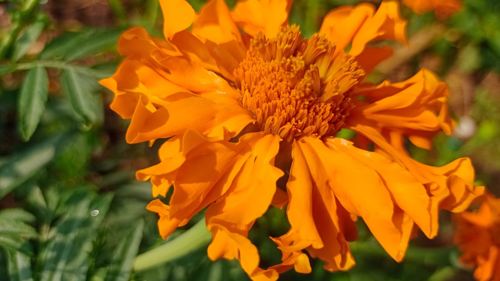 African Marigolds ‘Crackerjack’ with dense, ruffled orange petals and green foliage.