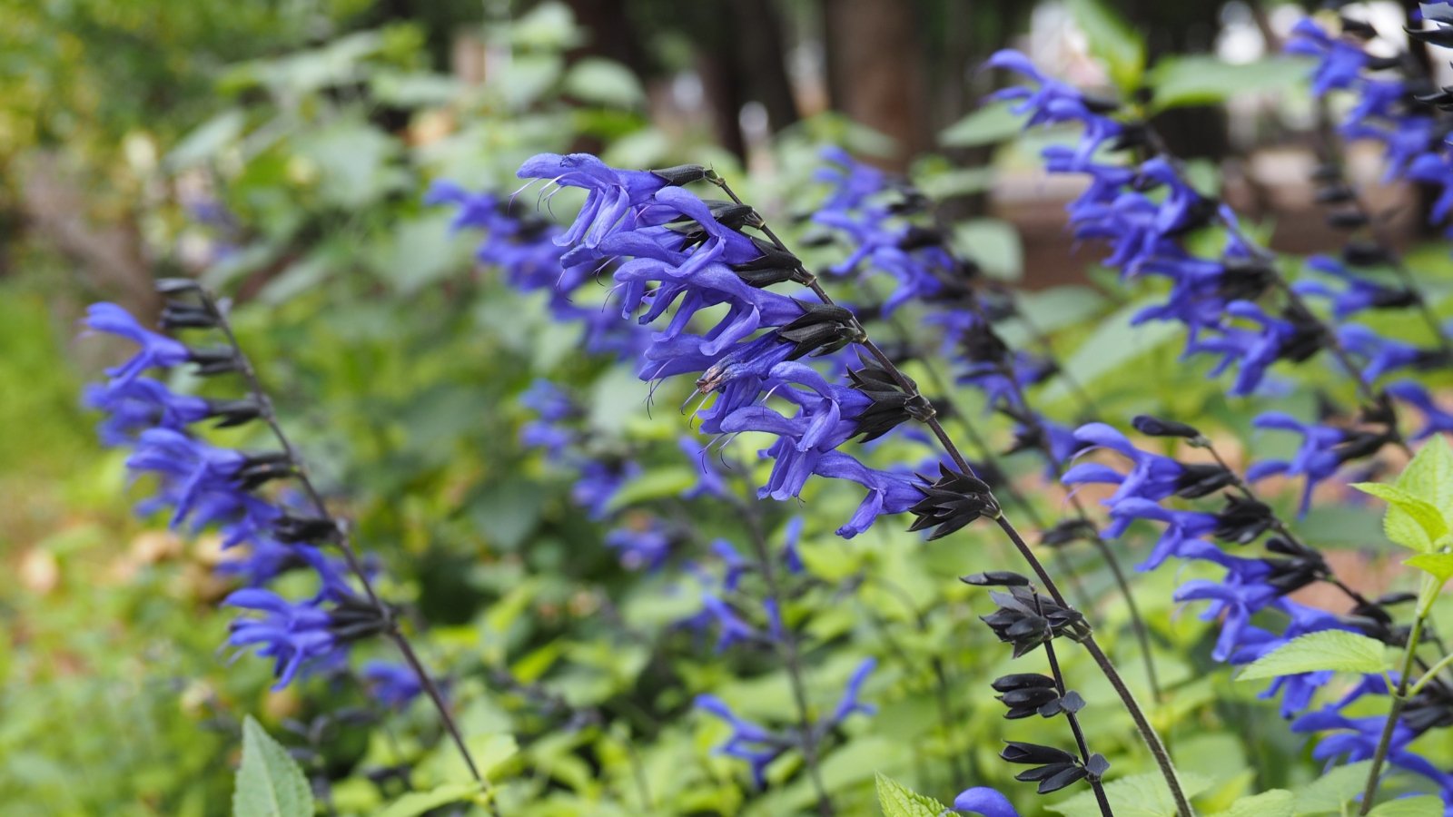 Deep blue flowers with dark stems and lance-shaped green leaves with a glossy texture.