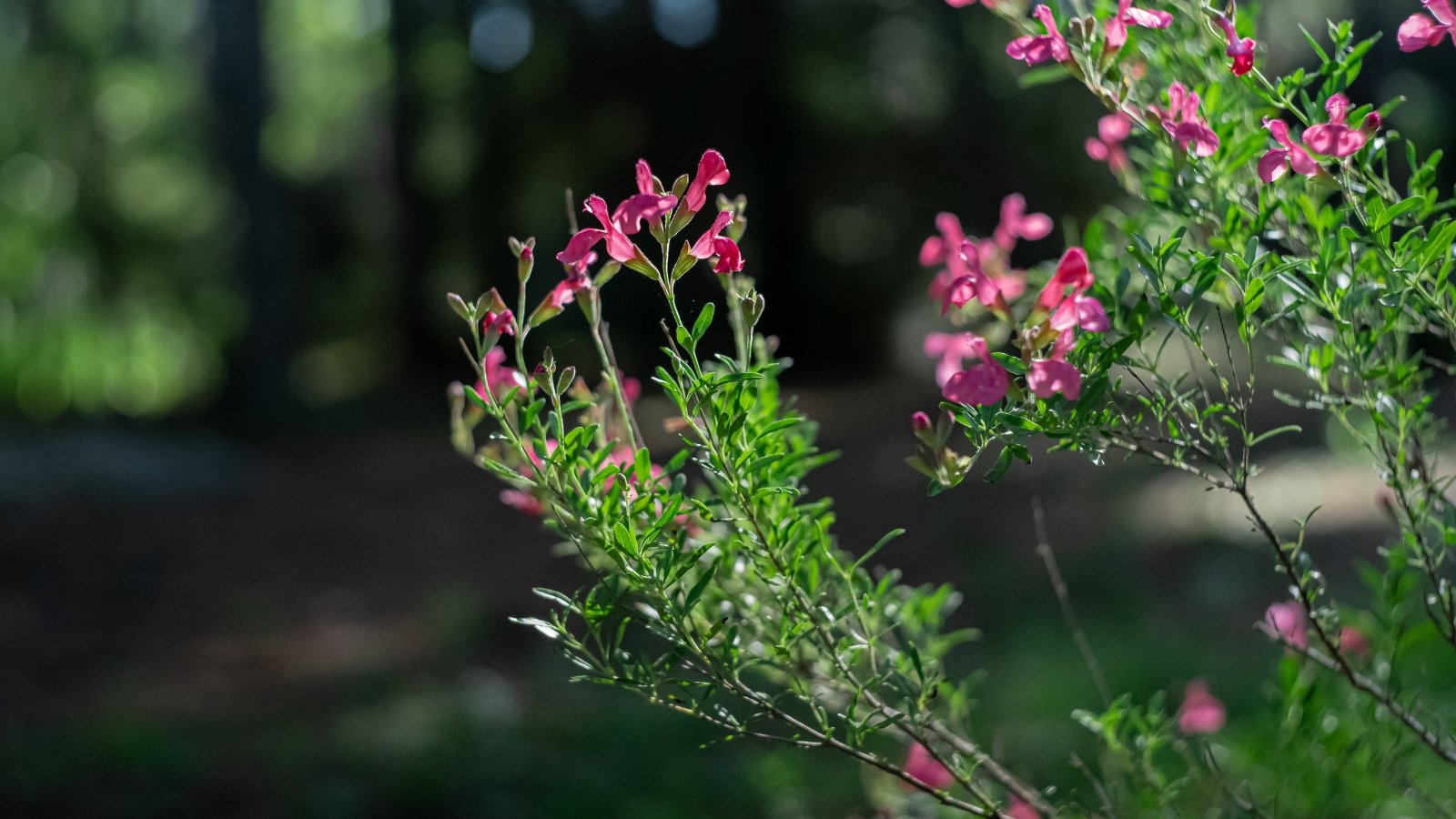 Red tubular flowers on woody stems with small, dark green leaves.
