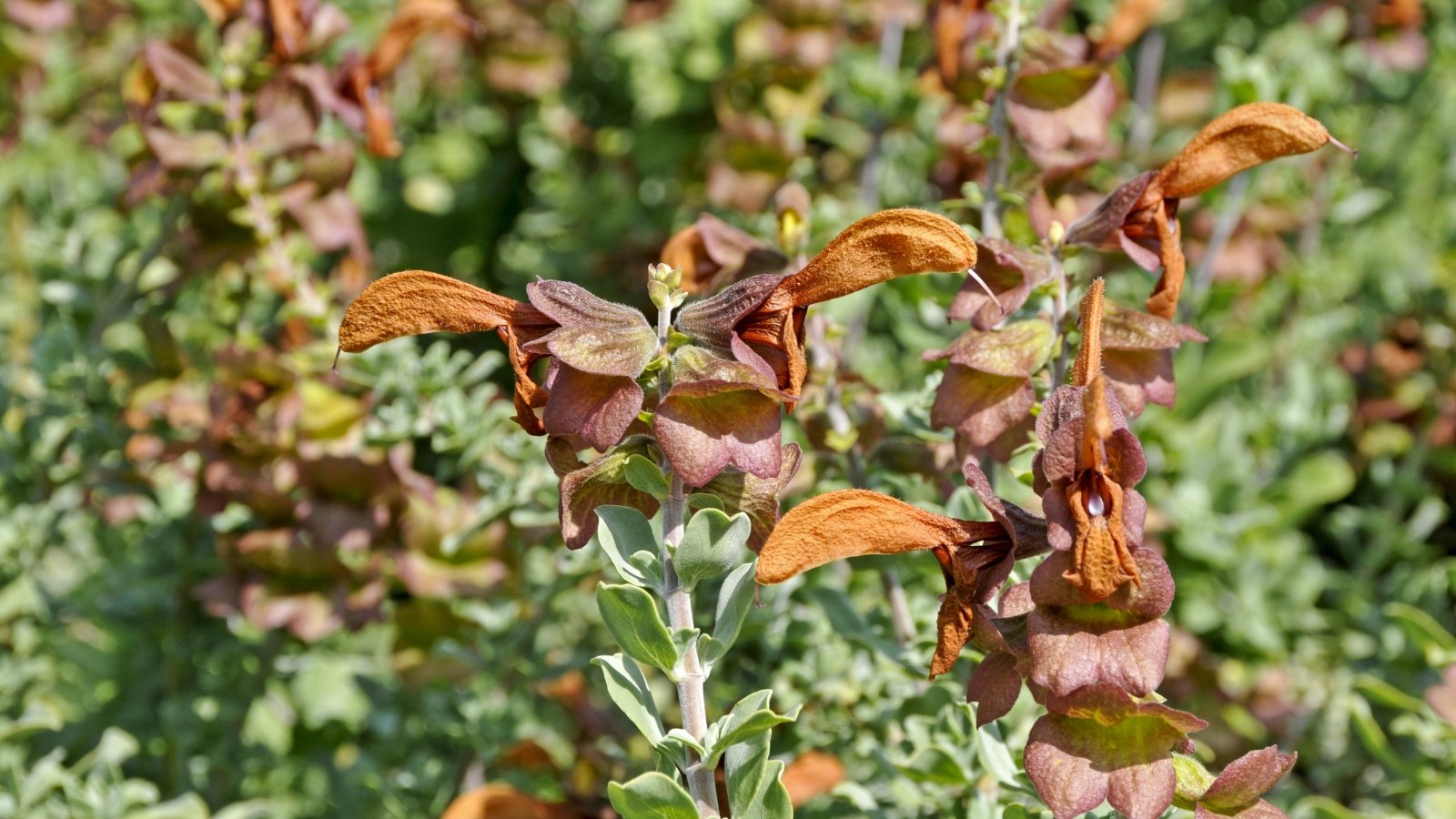 Fading brownish-green foliage with shriveled flowers, indicating late-season growth.