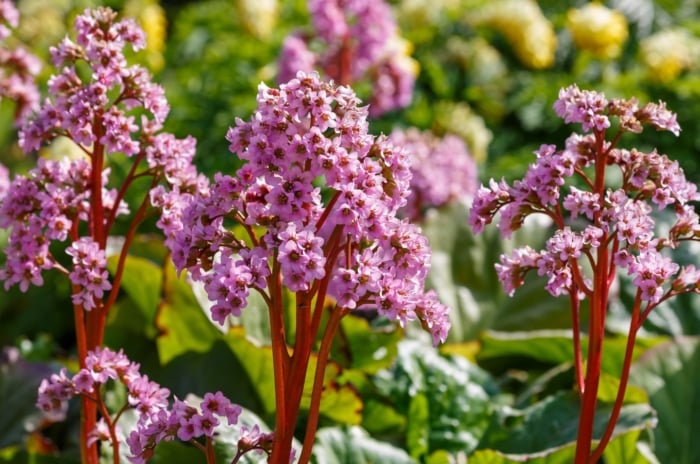 Bergenia crassifolia with large, leathery green leaves and dense clusters of bright pink flowers on red stems.