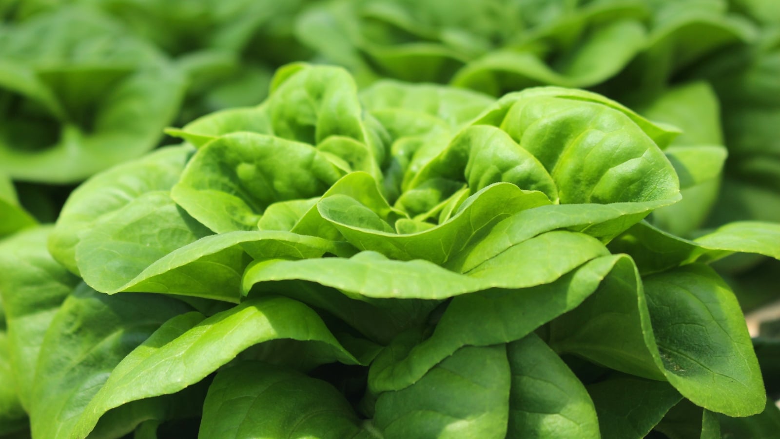 Broad, cupped leaves with a buttery texture and slightly wavy edges create a dense, rosette-like shape.