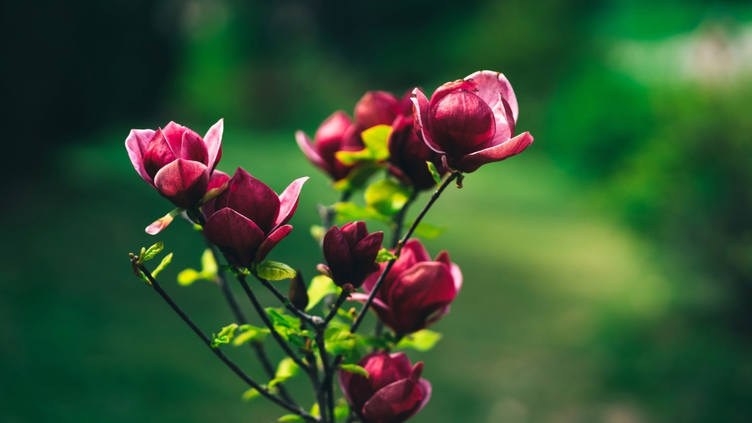 How to Plant, Grow, and Care for Saucer Magnolia Trees